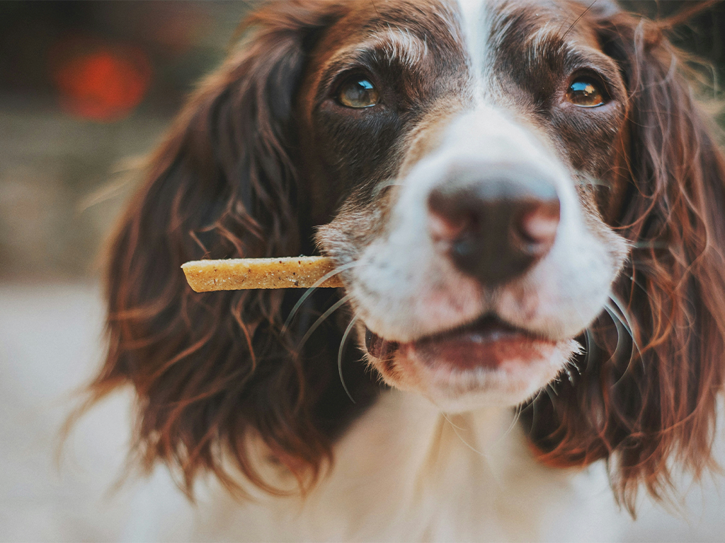 The $289B QSR Lesson That’s Reshaping Pet Care
