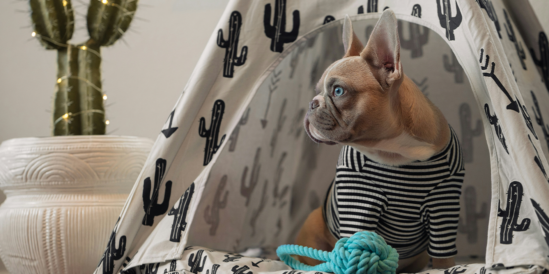 Rapidly Growing Pet Care Franchise Fuels Expansion with 13-Unit Deal in Nevada